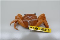 藏品(白紋方蟹)的圖片